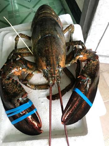 Tôm hùm Alaska sống