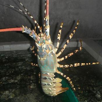 Tôm hùm bông sống