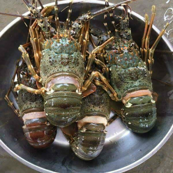 Tôm hùm baby xanh sống