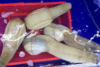 Ốc vòi voi ( tu hài tươi) size lớn