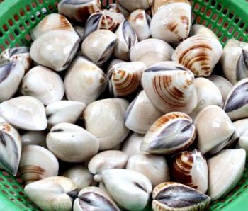 Ngao tươi loại 1