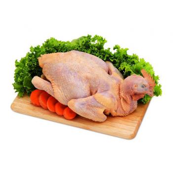 Gà ta thả vườn nguyên con